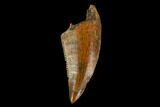 Serrated, Raptor Tooth - Real Dinosaur Tooth #115914-1